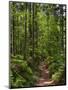 Hiking trail in primeval forest in the Bavarian Forest NP near Sankt Oswald. Germany, Bavaria.-Martin Zwick-Mounted Photographic Print
