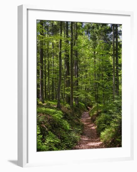 Hiking trail in primeval forest in the Bavarian Forest NP near Sankt Oswald. Germany, Bavaria.-Martin Zwick-Framed Photographic Print