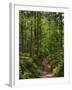 Hiking trail in primeval forest in the Bavarian Forest NP near Sankt Oswald. Germany, Bavaria.-Martin Zwick-Framed Photographic Print