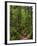 Hiking trail in primeval forest in the Bavarian Forest NP near Sankt Oswald. Germany, Bavaria.-Martin Zwick-Framed Photographic Print