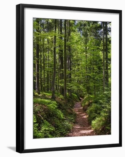 Hiking trail in primeval forest in the Bavarian Forest NP near Sankt Oswald. Germany, Bavaria.-Martin Zwick-Framed Photographic Print