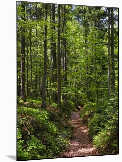 Hiking trail in primeval forest in the Bavarian Forest NP near Sankt Oswald. Germany, Bavaria.-Martin Zwick-Mounted Photographic Print