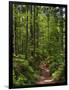 Hiking trail in primeval forest in the Bavarian Forest NP near Sankt Oswald. Germany, Bavaria.-Martin Zwick-Framed Photographic Print