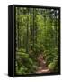 Hiking trail in primeval forest in the Bavarian Forest NP near Sankt Oswald. Germany, Bavaria.-Martin Zwick-Framed Stretched Canvas