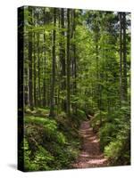 Hiking trail in primeval forest in the Bavarian Forest NP near Sankt Oswald. Germany, Bavaria.-Martin Zwick-Stretched Canvas