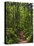 Hiking trail in primeval forest in the Bavarian Forest NP near Sankt Oswald. Germany, Bavaria.-Martin Zwick-Stretched Canvas