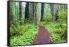 Hiking Trail in the Redwoods-Terry Eggers-Framed Stretched Canvas