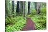 Hiking Trail in the Redwoods-Terry Eggers-Stretched Canvas