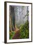 Hiking Trail in the Redwoods-Terry Eggers-Framed Photographic Print