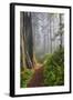 Hiking Trail in the Redwoods-Terry Eggers-Framed Photographic Print