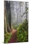 Hiking Trail in the Redwoods-Terry Eggers-Mounted Photographic Print