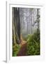 Hiking Trail in the Redwoods-Terry Eggers-Framed Photographic Print