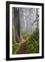 Hiking Trail in the Redwoods-Terry Eggers-Framed Photographic Print