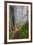 Hiking Trail in the Redwoods-Terry Eggers-Framed Photographic Print