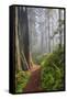 Hiking Trail in the Redwoods-Terry Eggers-Framed Stretched Canvas