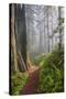 Hiking Trail in the Redwoods-Terry Eggers-Stretched Canvas