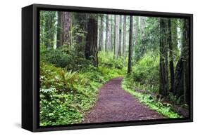 Hiking Trail in the Redwoods-Terry Eggers-Framed Stretched Canvas