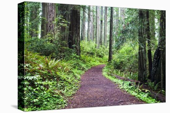 Hiking Trail in the Redwoods-Terry Eggers-Stretched Canvas