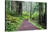 Hiking Trail in the Redwoods-Terry Eggers-Stretched Canvas