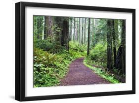 Hiking Trail in the Redwoods-Terry Eggers-Framed Photographic Print