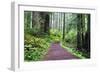 Hiking Trail in the Redwoods-Terry Eggers-Framed Photographic Print