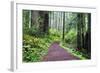 Hiking Trail in the Redwoods-Terry Eggers-Framed Photographic Print