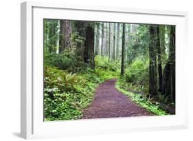 Hiking Trail in the Redwoods-Terry Eggers-Framed Photographic Print