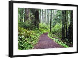 Hiking Trail in the Redwoods-Terry Eggers-Framed Photographic Print