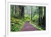 Hiking Trail in the Redwoods-Terry Eggers-Framed Photographic Print