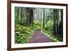 Hiking Trail in the Redwoods-Terry Eggers-Framed Photographic Print