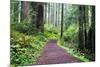 Hiking Trail in the Redwoods-Terry Eggers-Mounted Photographic Print