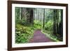 Hiking Trail in the Redwoods-Terry Eggers-Framed Photographic Print