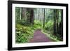 Hiking Trail in the Redwoods-Terry Eggers-Framed Photographic Print