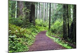 Hiking Trail in the Redwoods-Terry Eggers-Mounted Photographic Print