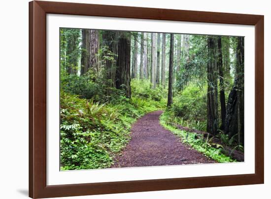 Hiking Trail in the Redwoods-Terry Eggers-Framed Photographic Print