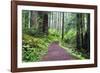 Hiking Trail in the Redwoods-Terry Eggers-Framed Photographic Print