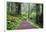 Hiking Trail in the Redwoods-Terry Eggers-Framed Photographic Print