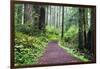 Hiking Trail in the Redwoods-Terry Eggers-Framed Photographic Print