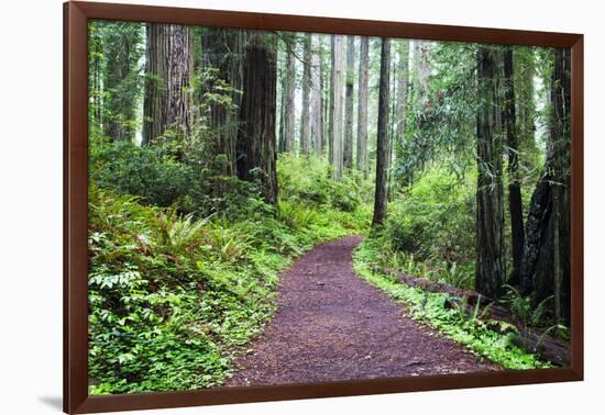 Hiking Trail in the Redwoods-Terry Eggers-Framed Photographic Print