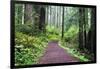 Hiking Trail in the Redwoods-Terry Eggers-Framed Photographic Print