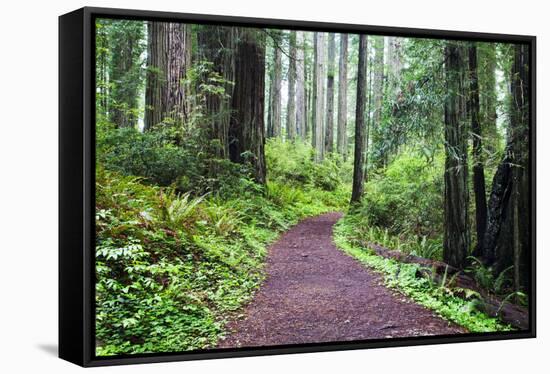 Hiking Trail in the Redwoods-Terry Eggers-Framed Stretched Canvas