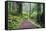 Hiking Trail in the Redwoods-Terry Eggers-Framed Stretched Canvas