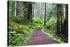 Hiking Trail in the Redwoods-Terry Eggers-Stretched Canvas