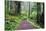 Hiking Trail in the Redwoods-Terry Eggers-Stretched Canvas