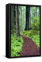 Hiking Trail in the Redwoods-Terry Eggers-Framed Stretched Canvas