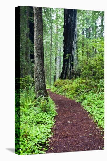 Hiking Trail in the Redwoods-Terry Eggers-Stretched Canvas