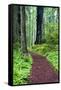 Hiking Trail in the Redwoods-Terry Eggers-Framed Stretched Canvas