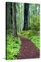 Hiking Trail in the Redwoods-Terry Eggers-Stretched Canvas