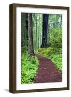 Hiking Trail in the Redwoods-Terry Eggers-Framed Photographic Print