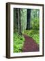 Hiking Trail in the Redwoods-Terry Eggers-Framed Photographic Print